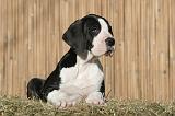 DOGUE ALLEMAND 611
